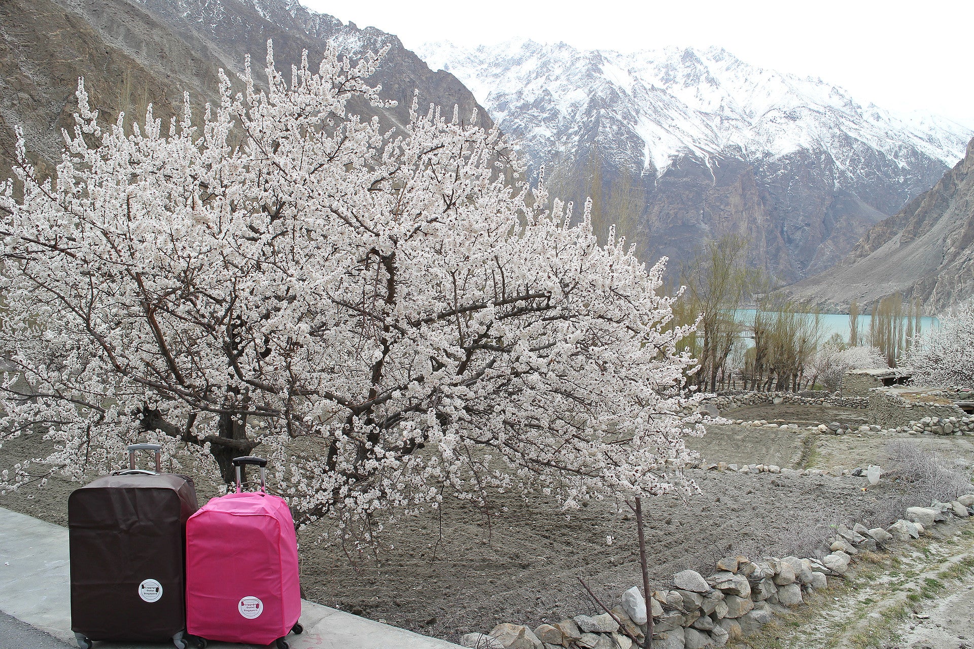 Cherry Blossoms, Pakistan - Luggage Outlet Singapore